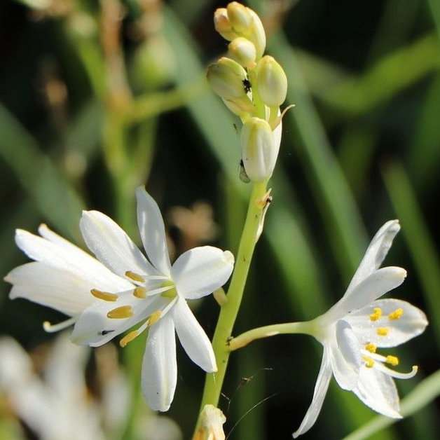 Anthericum Liliago E1758806208302