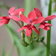Anometheca Laxa E1758806071838