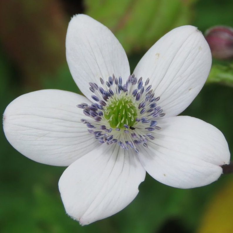 Anemone Rivularis E1758805963296
