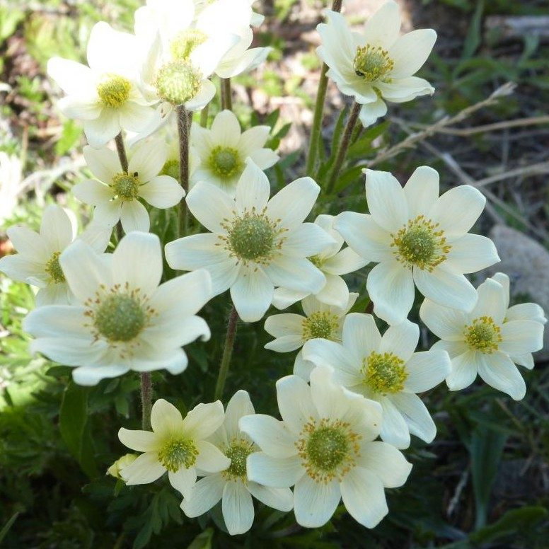 Anemone Multifida E1758805890369