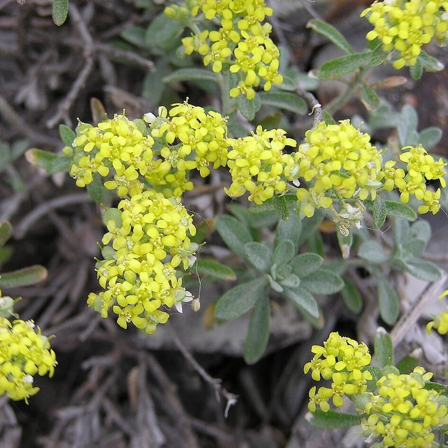 Alyssum Tortuosum E1758805661973