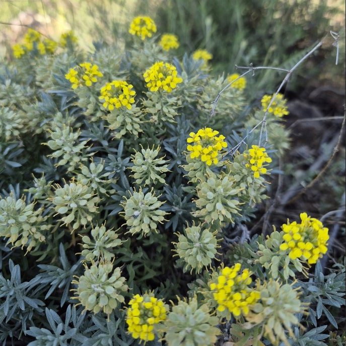 Alyssum Pulvinare E1758805612598