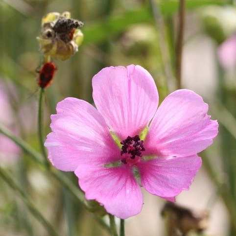 Althaea Cannabina E1758805475211