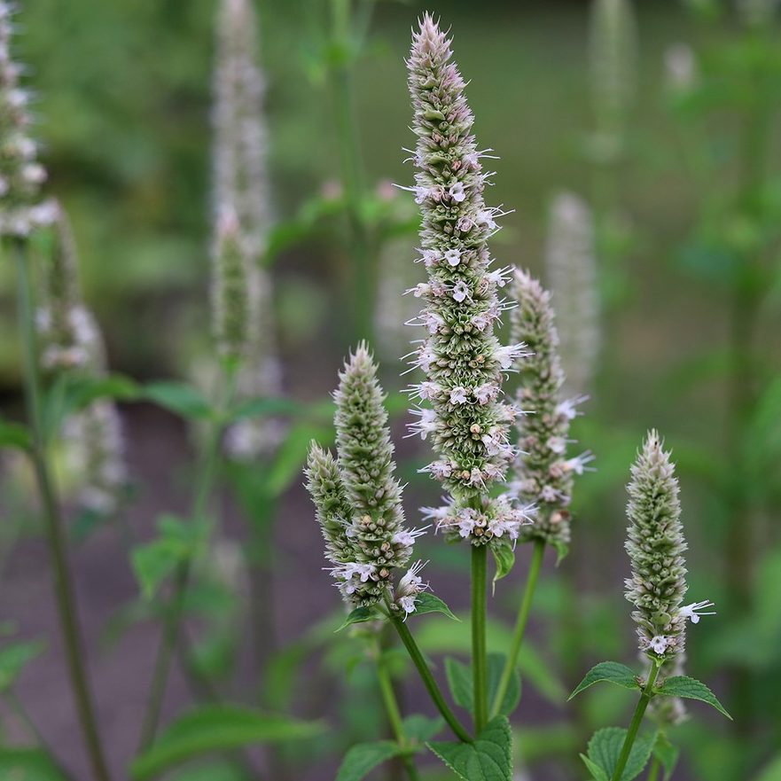 Agastache Nepetoides E1758804974840