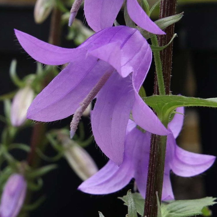 Adenophora Kasiana E1758804213390