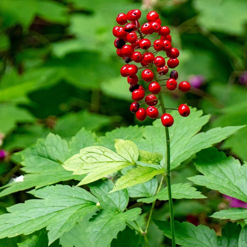 Actaea Rubra E1758804079249