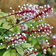 Actaea Pachypoda Alba E1758804025272