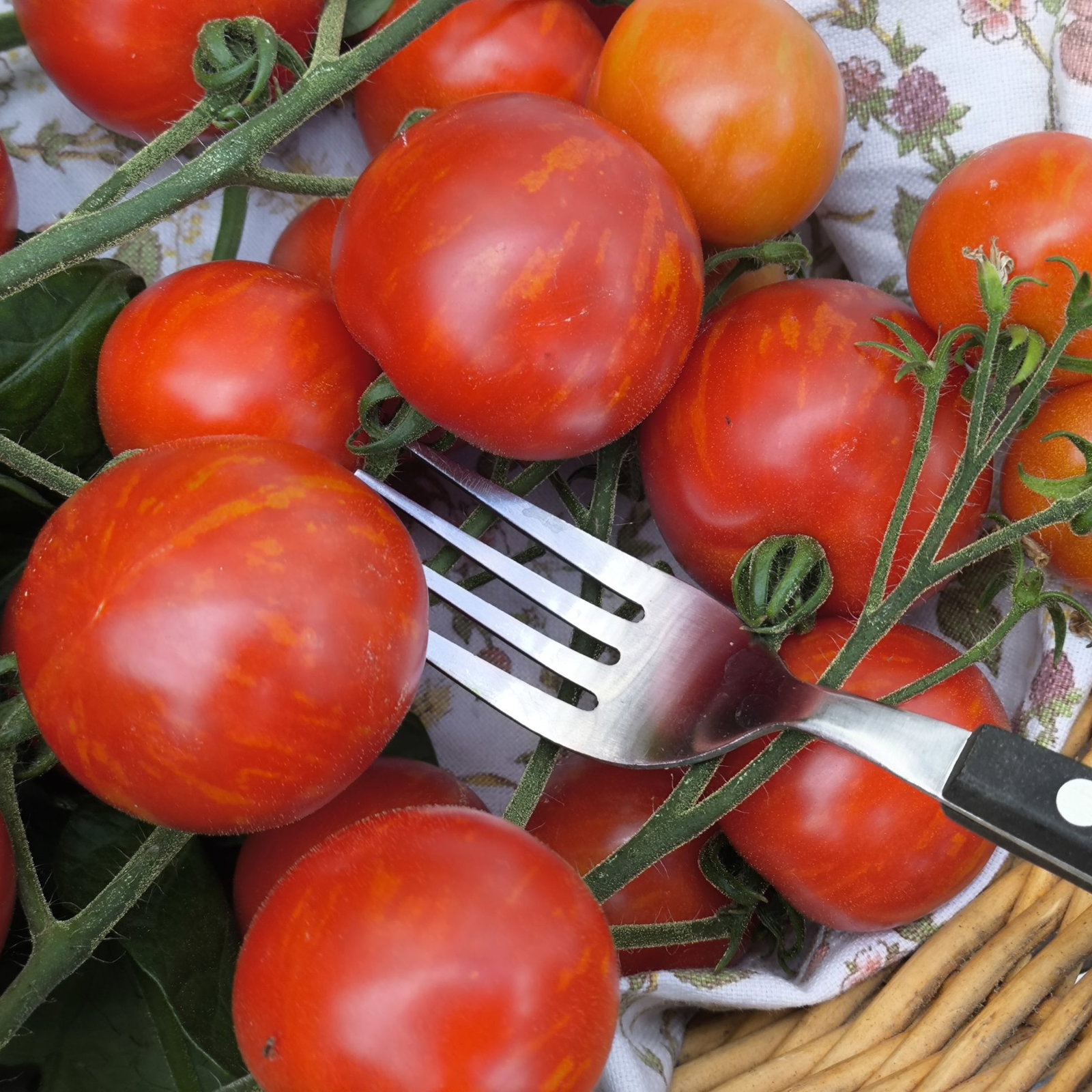 Tomato Tigerella 2 1 Scaled