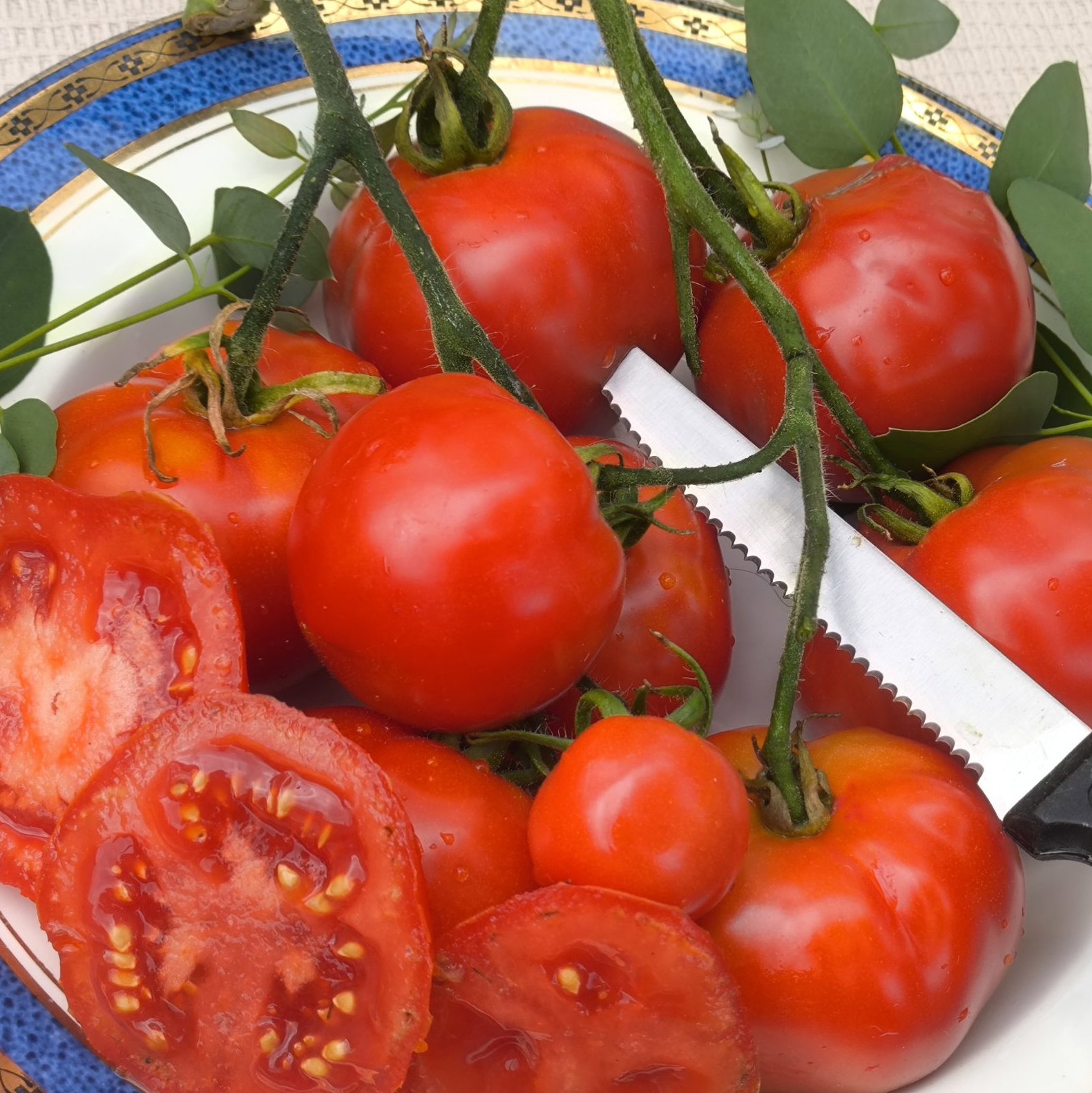 Tomato Urbikany 2 Scaled