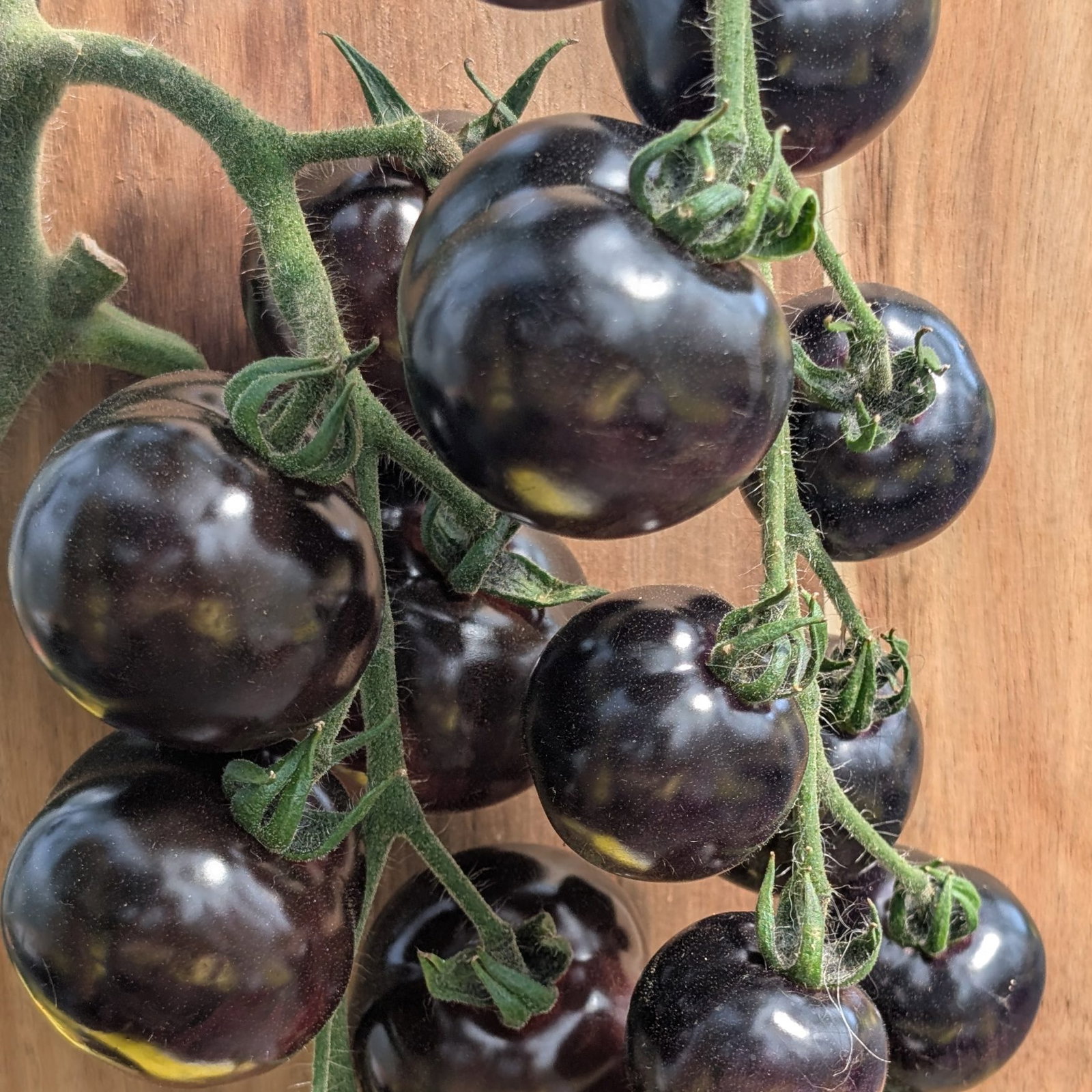 Tomato Eightball 3 Scaled