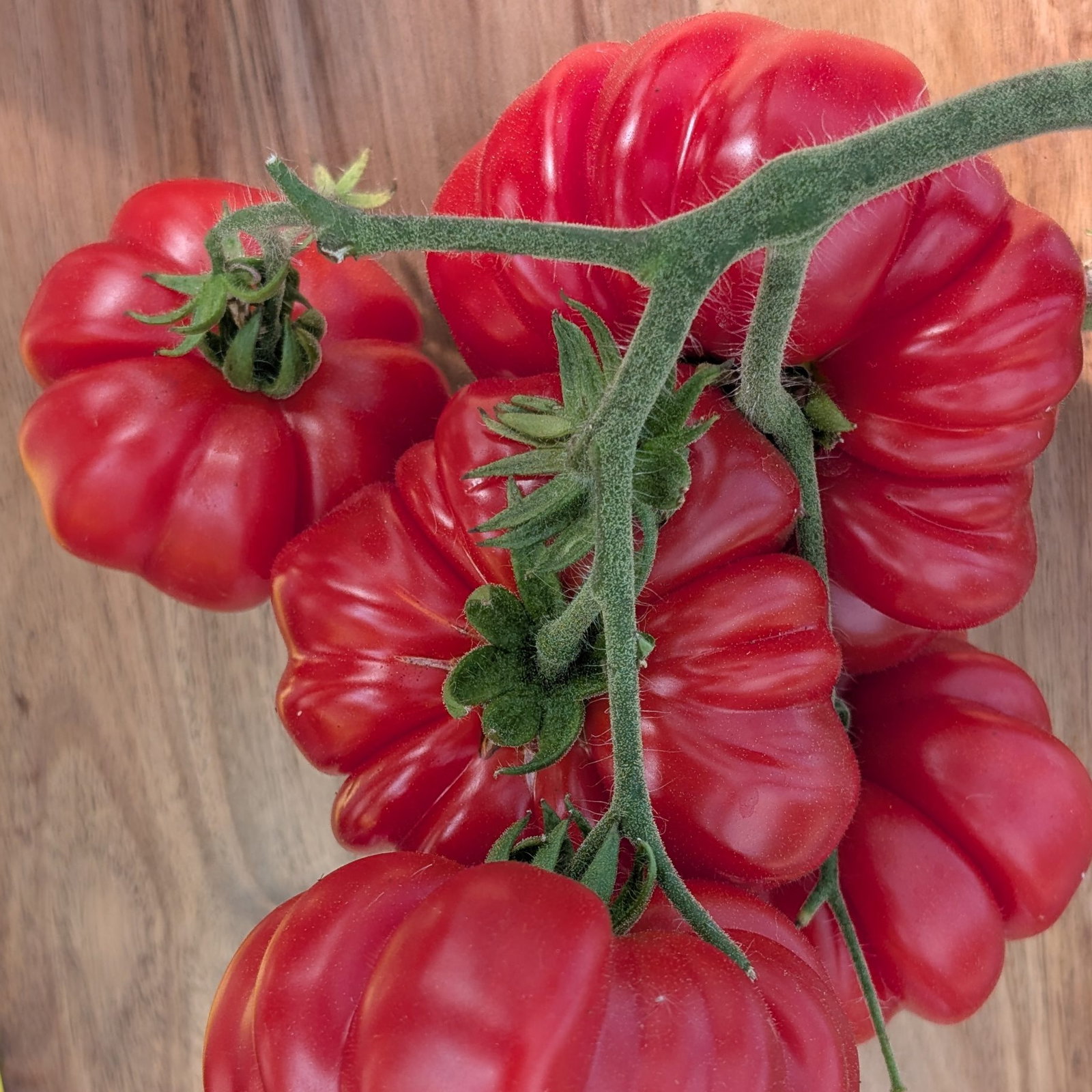 Tomato Florentino 3 Scaled