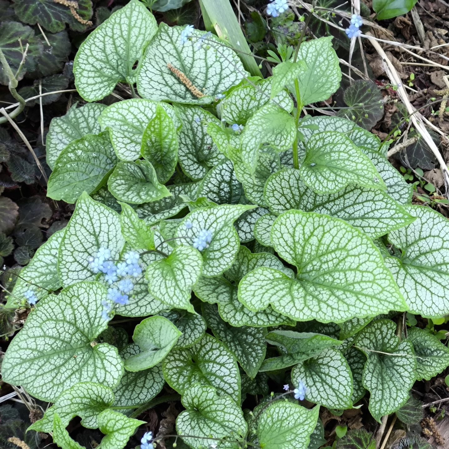 Brunnera Jack Frost Scaled