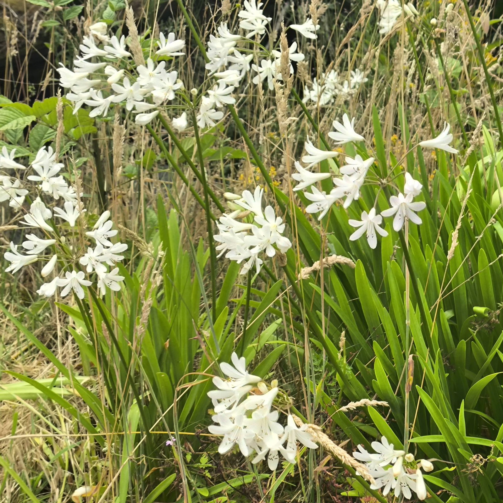 Agapanthus Dwarf White 2 Scaled