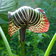 69 Arisaema Griffithii