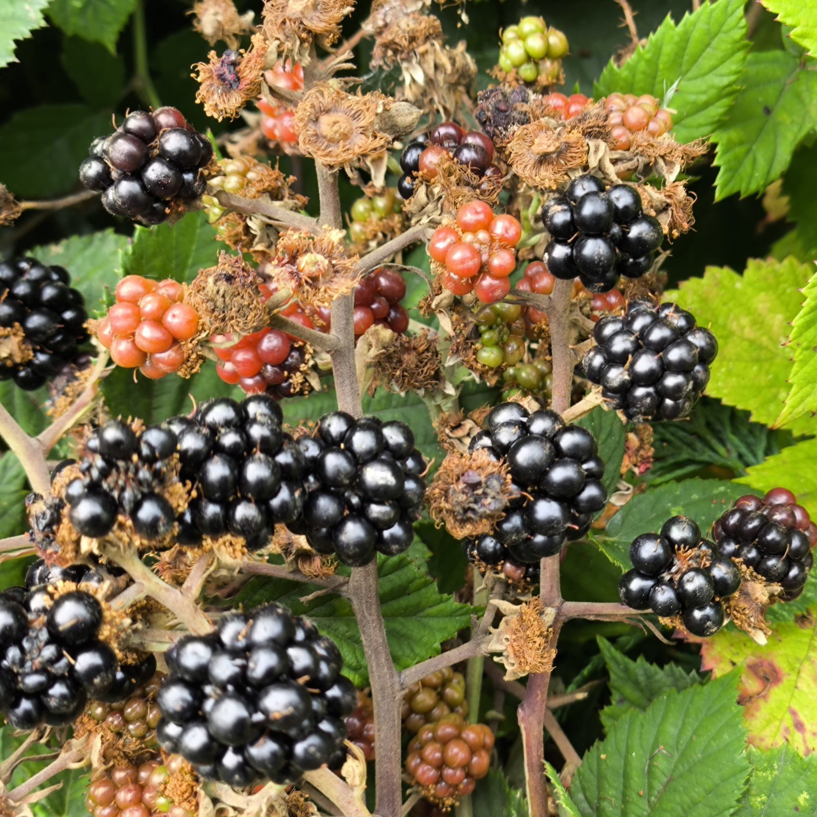 Blackberry Bramble Scaled