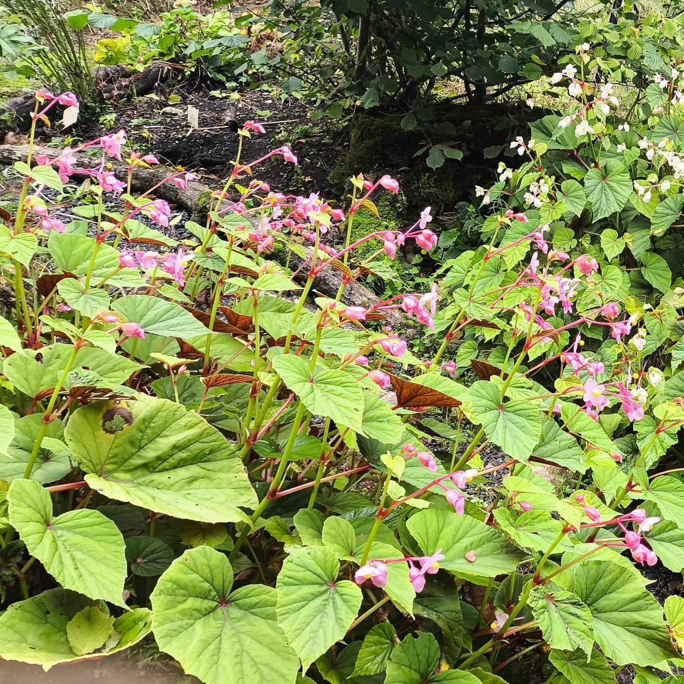 Begonia Grandis Ssp Evansiana Pink Scaled