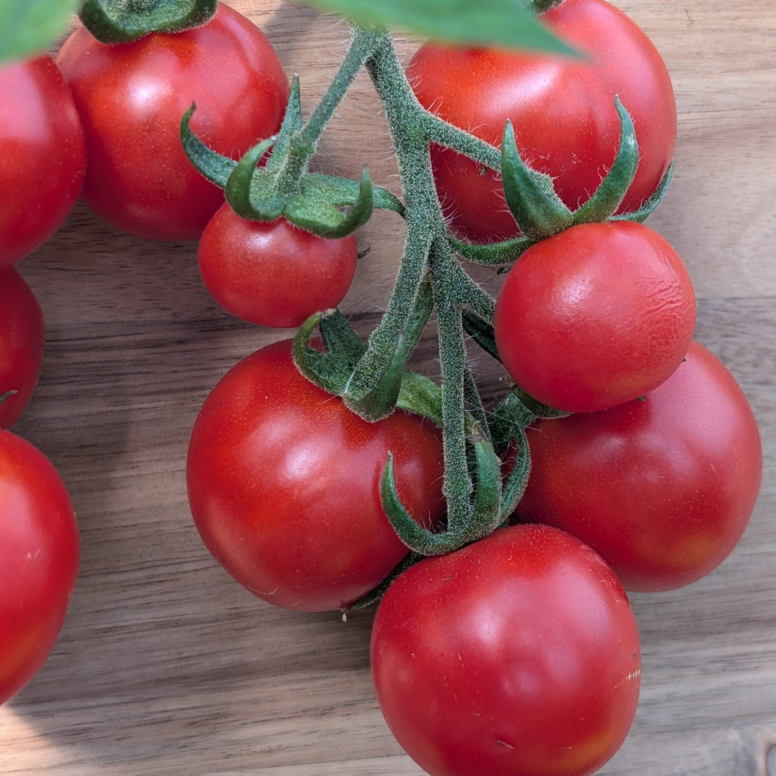 Tomato Chadwick Cherry 4 Scaled