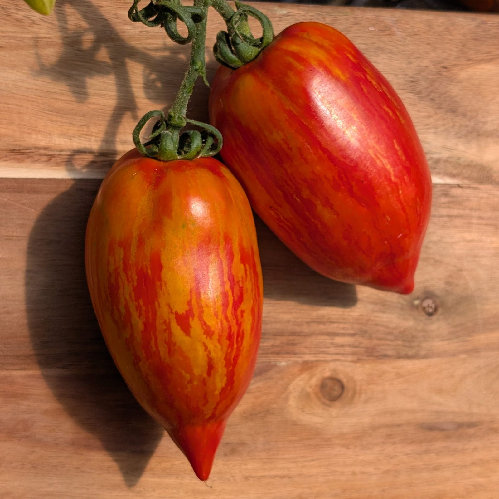Tomato Striped Roman 6 Scaled