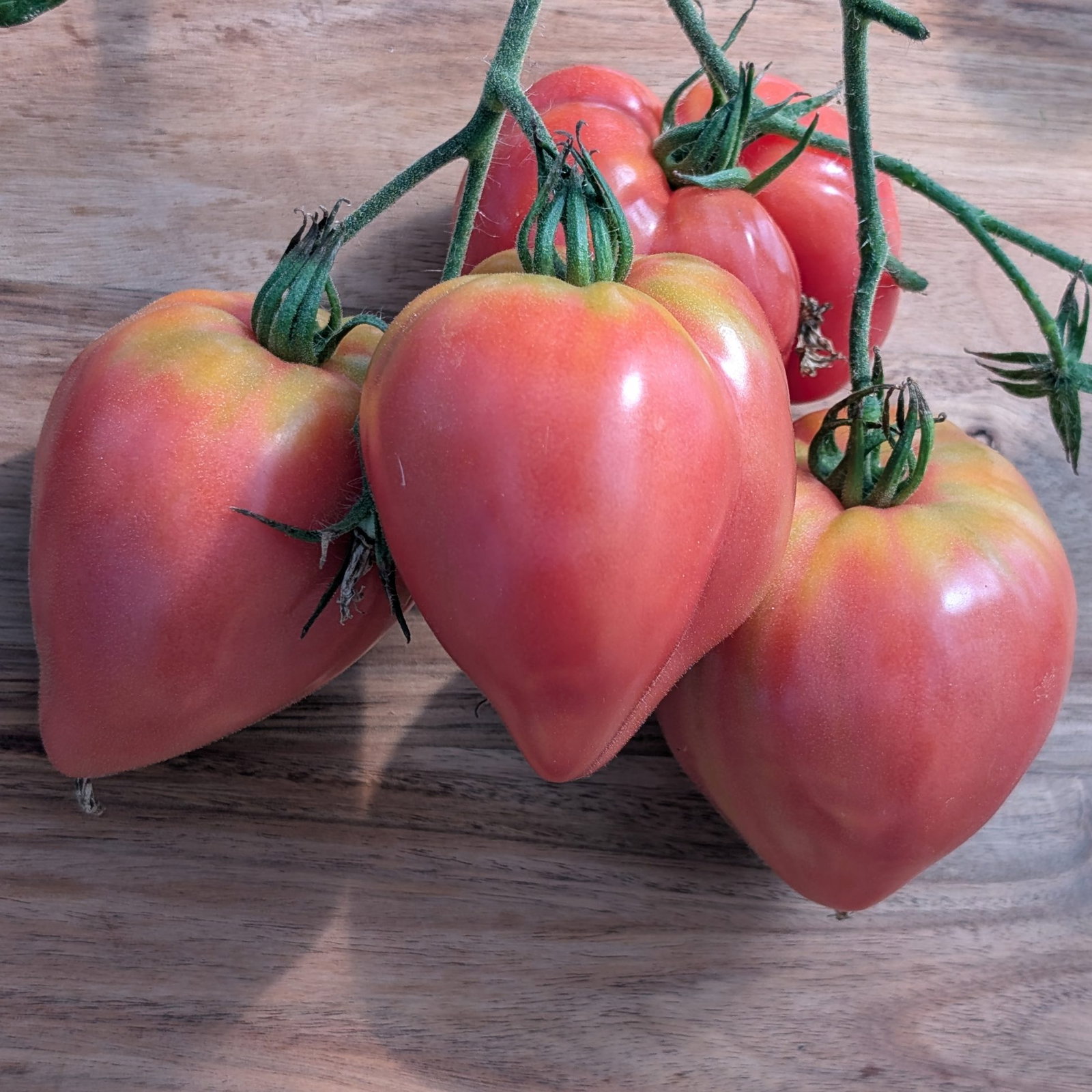 Tomato German Red Strawbery 1 Scaled