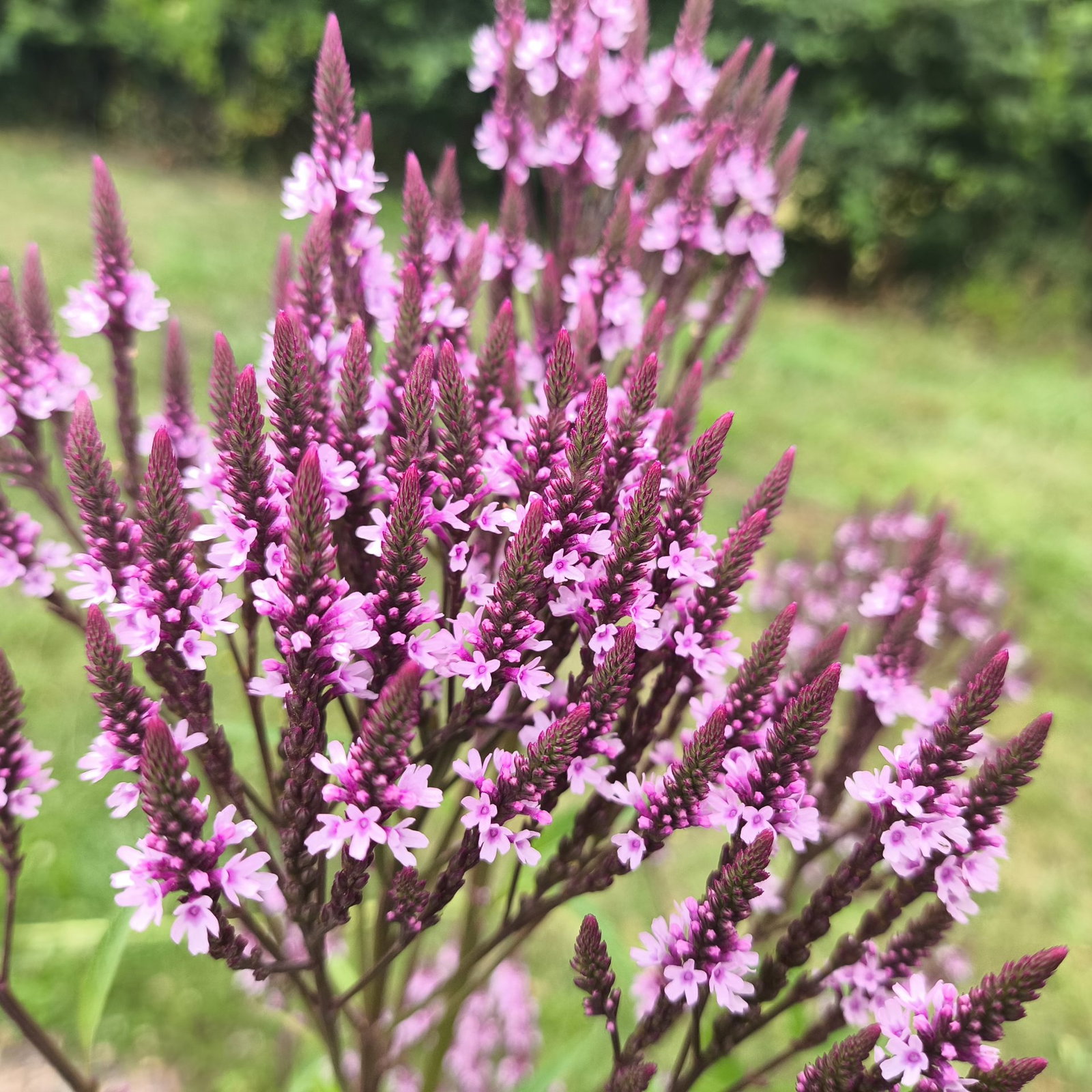 Verbena Hastata Rosea Scaled
