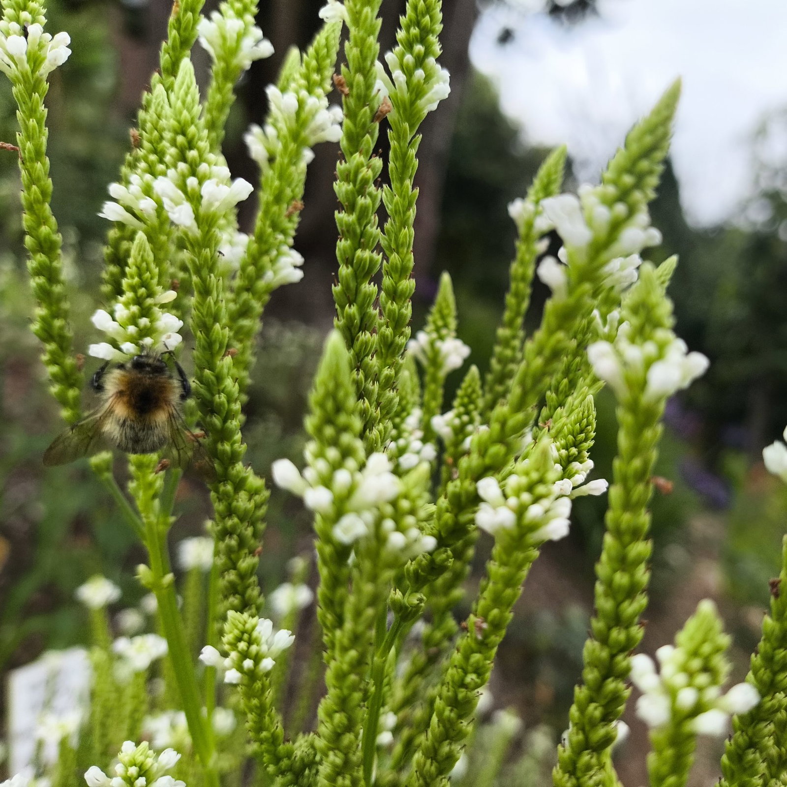 Verbena Hastata White Spires 2 1 Scaled