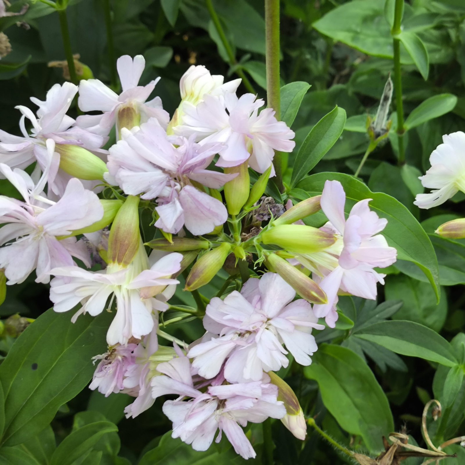 Saponaria Double 1 Scaled
