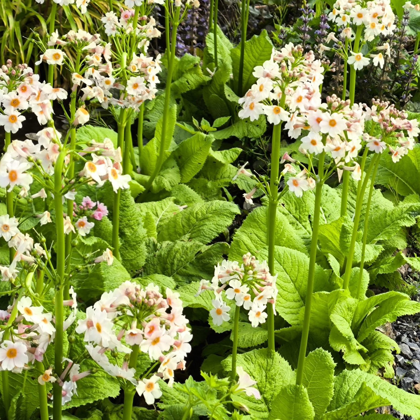 Primula Japonica Postford White Scaled