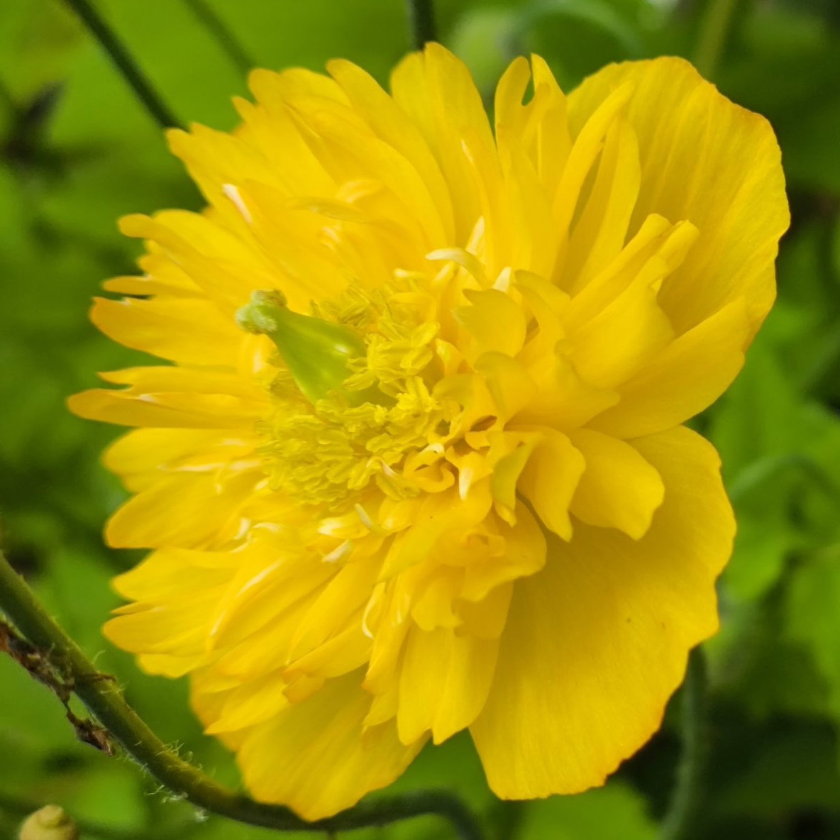 Meconopsis Cambrica Double Yellow Scaled