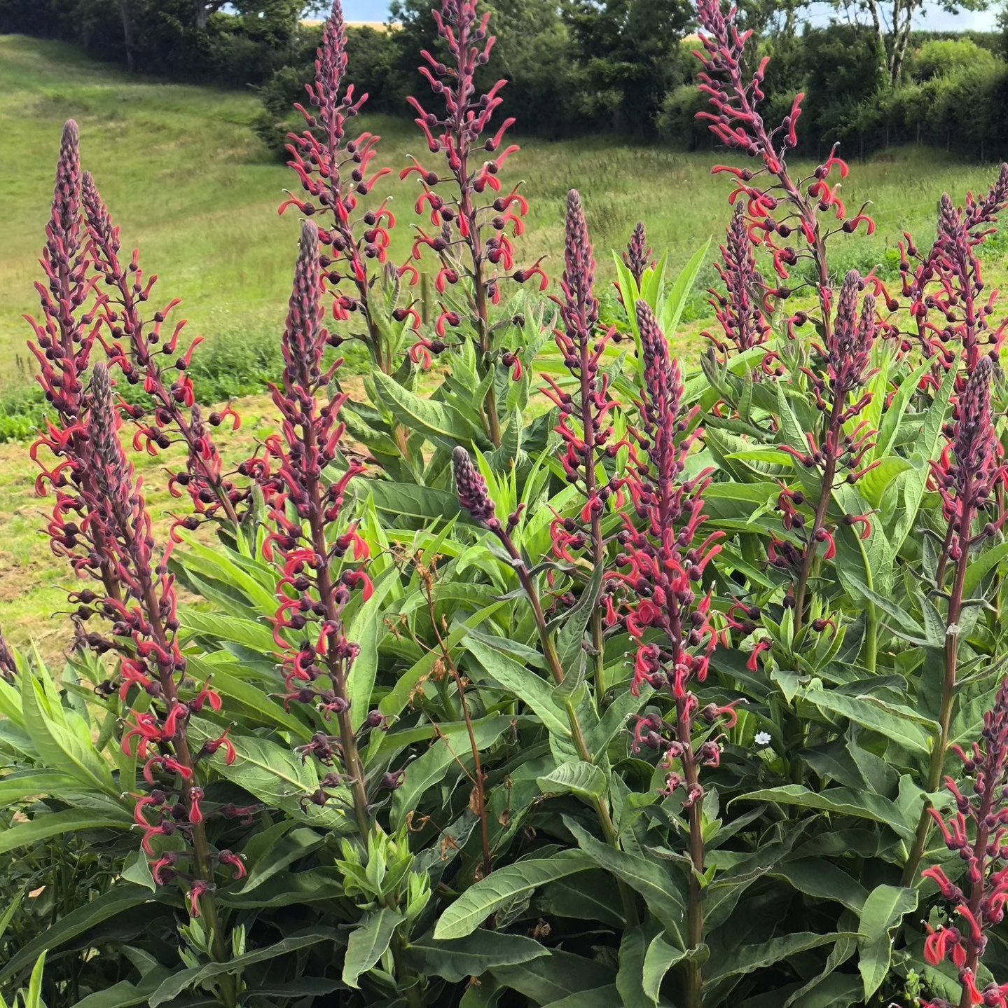 Lobelia Tupa 2 Scaled