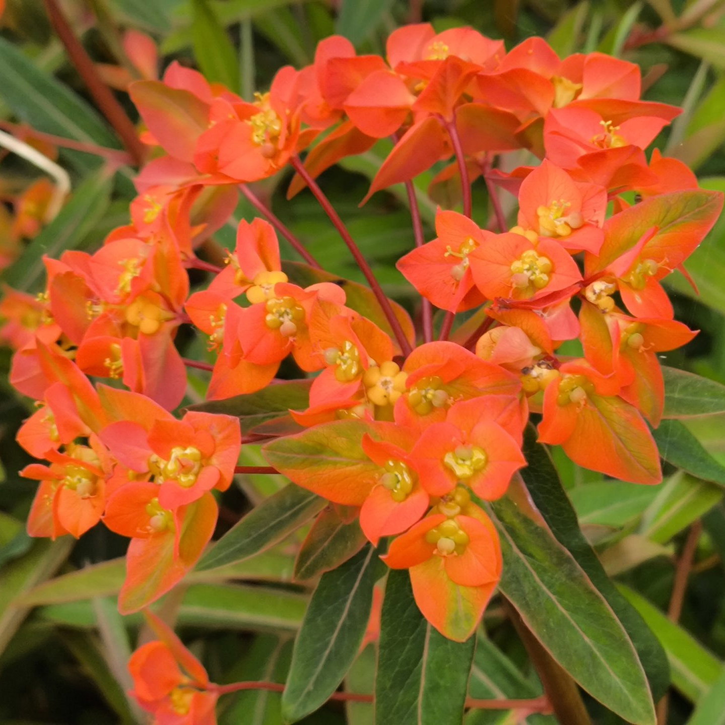 Euphorbia Griffithii Fireglow 3 Scaled