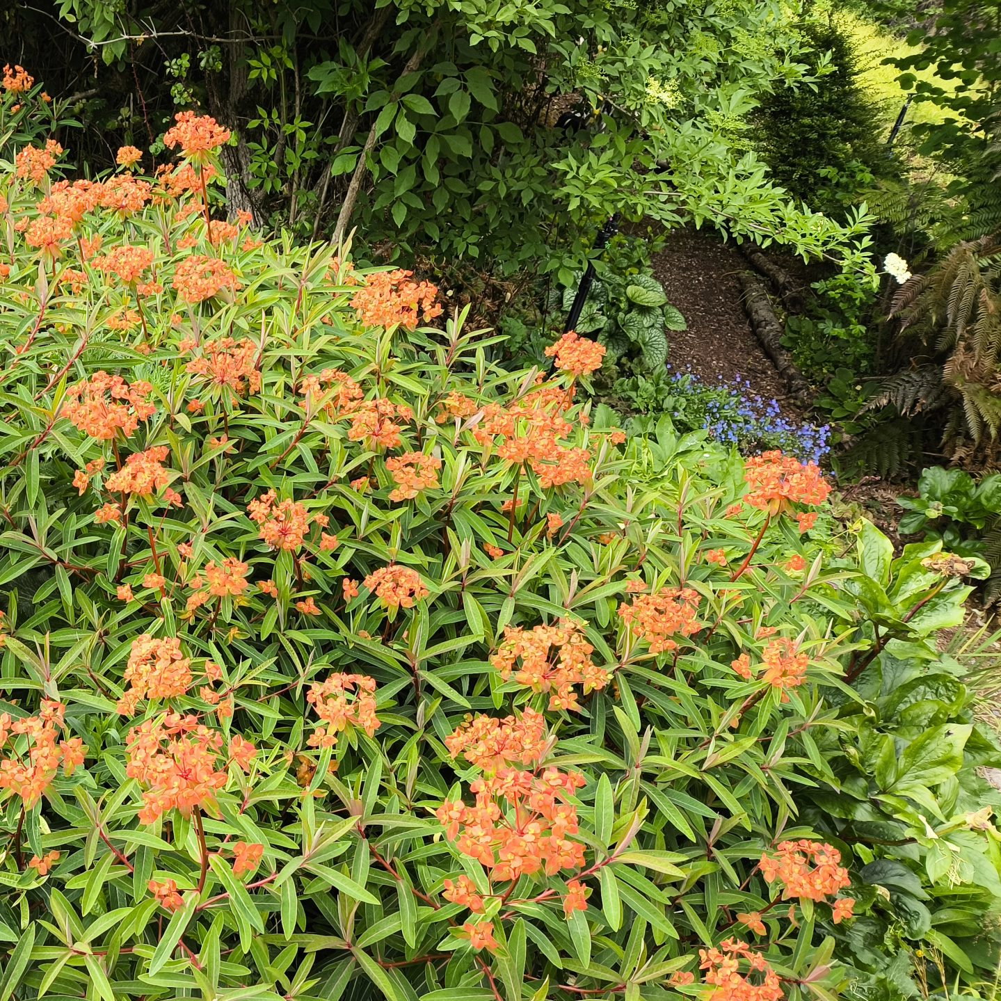 Euphorbia Griffithii Fire Glow 3 Scaled
