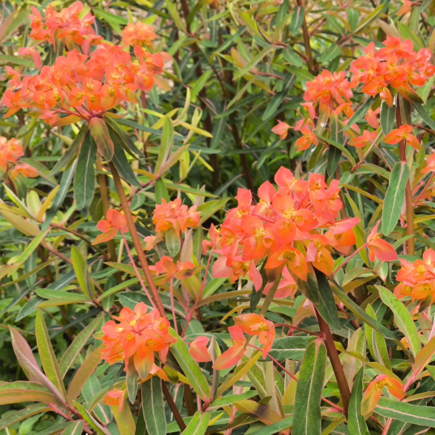 Euphorbia Griffithii Fireglow 1 Scaled