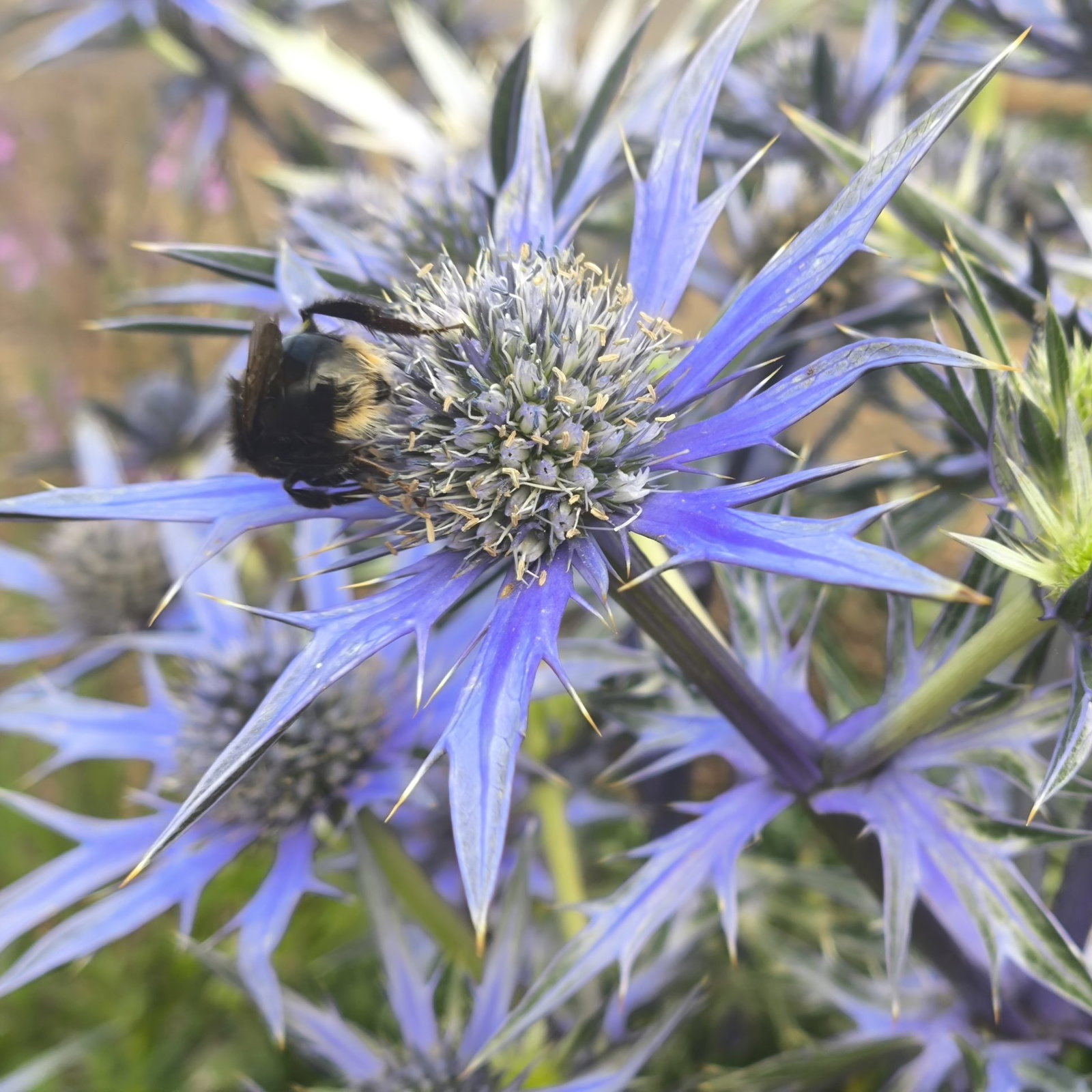 Eryngium Bourgattii 1 Scaled