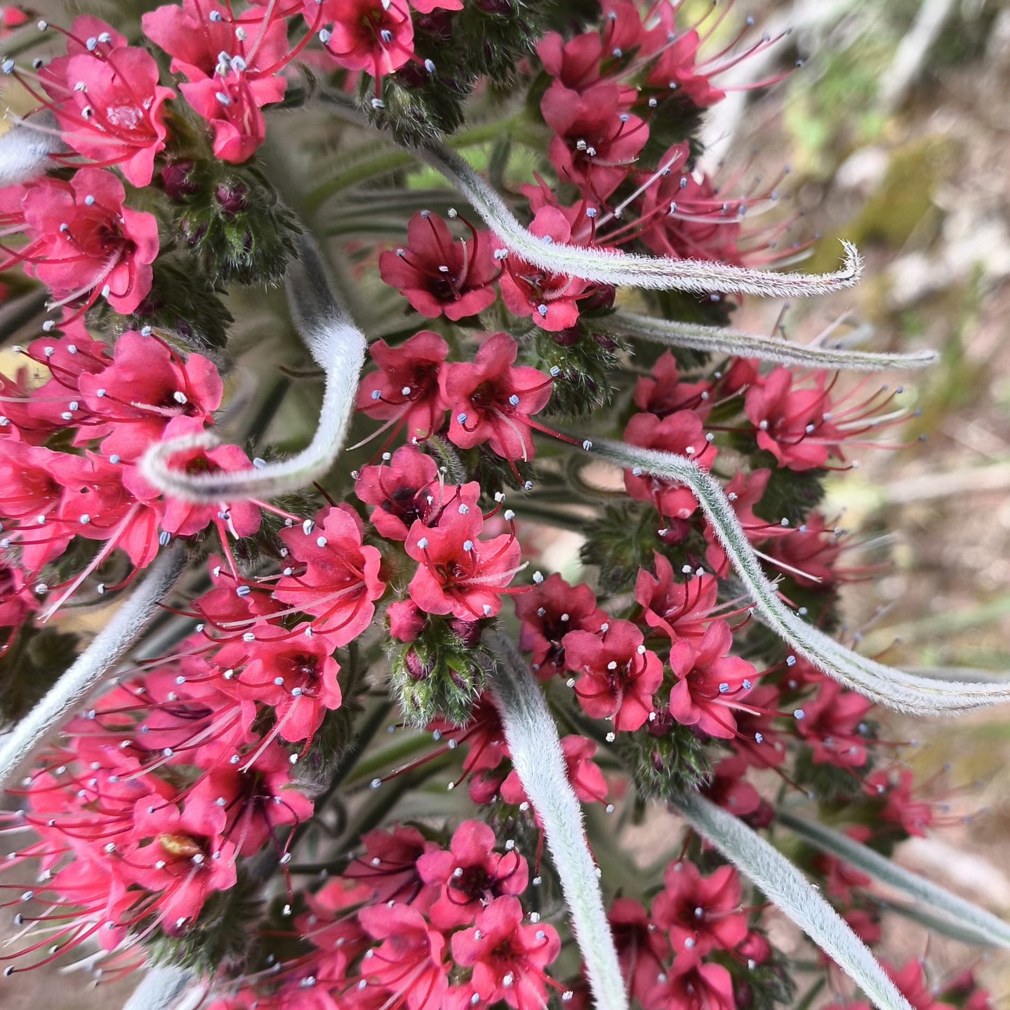 Echium Wildprettii 2 Scaled