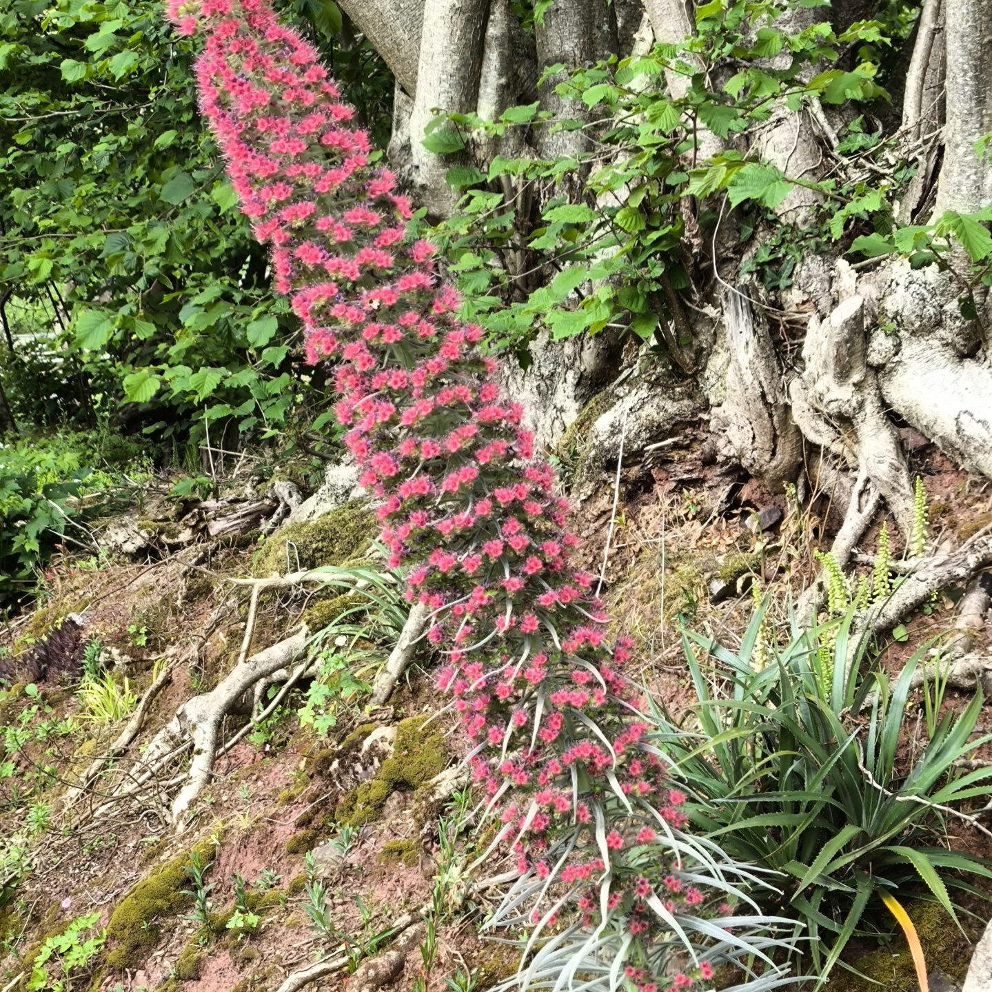 Echium Wildprettii 3 Scaled