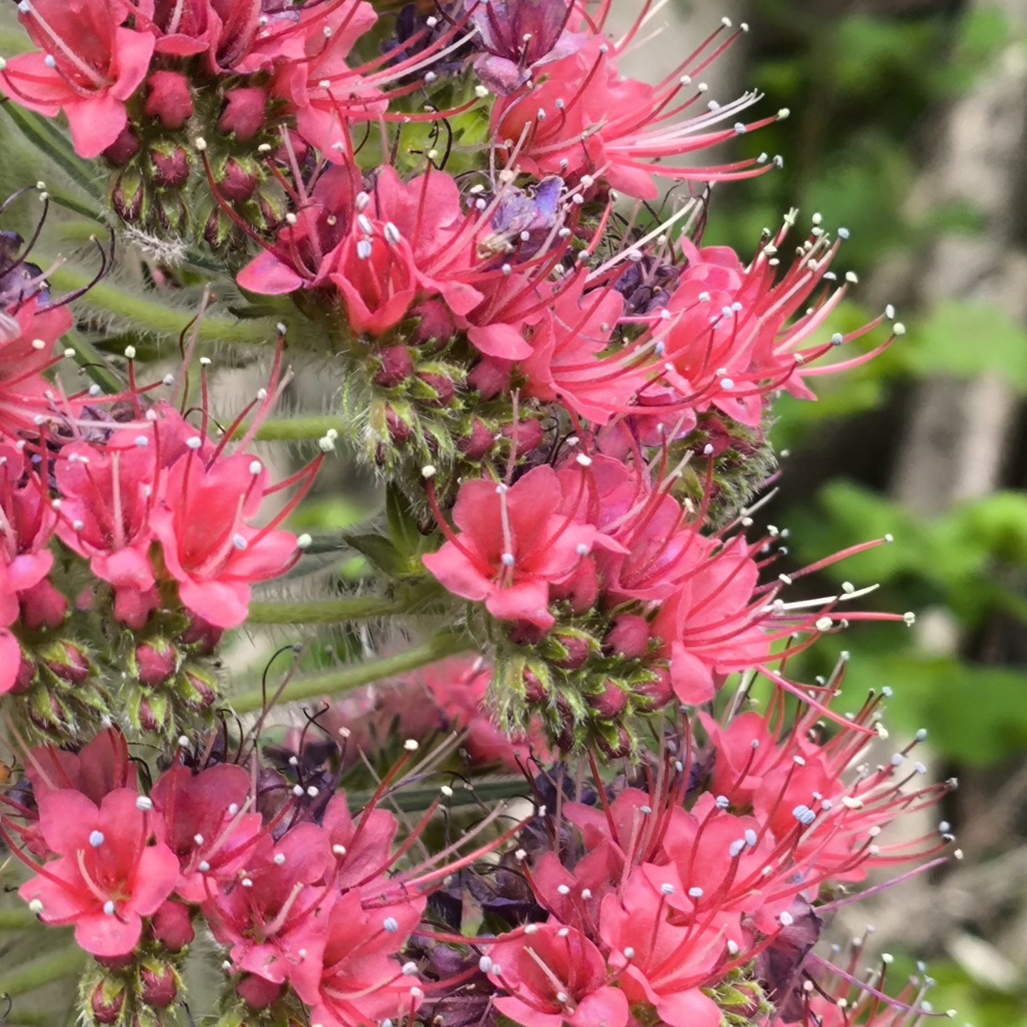 Echium Wildprettii 4 Scaled