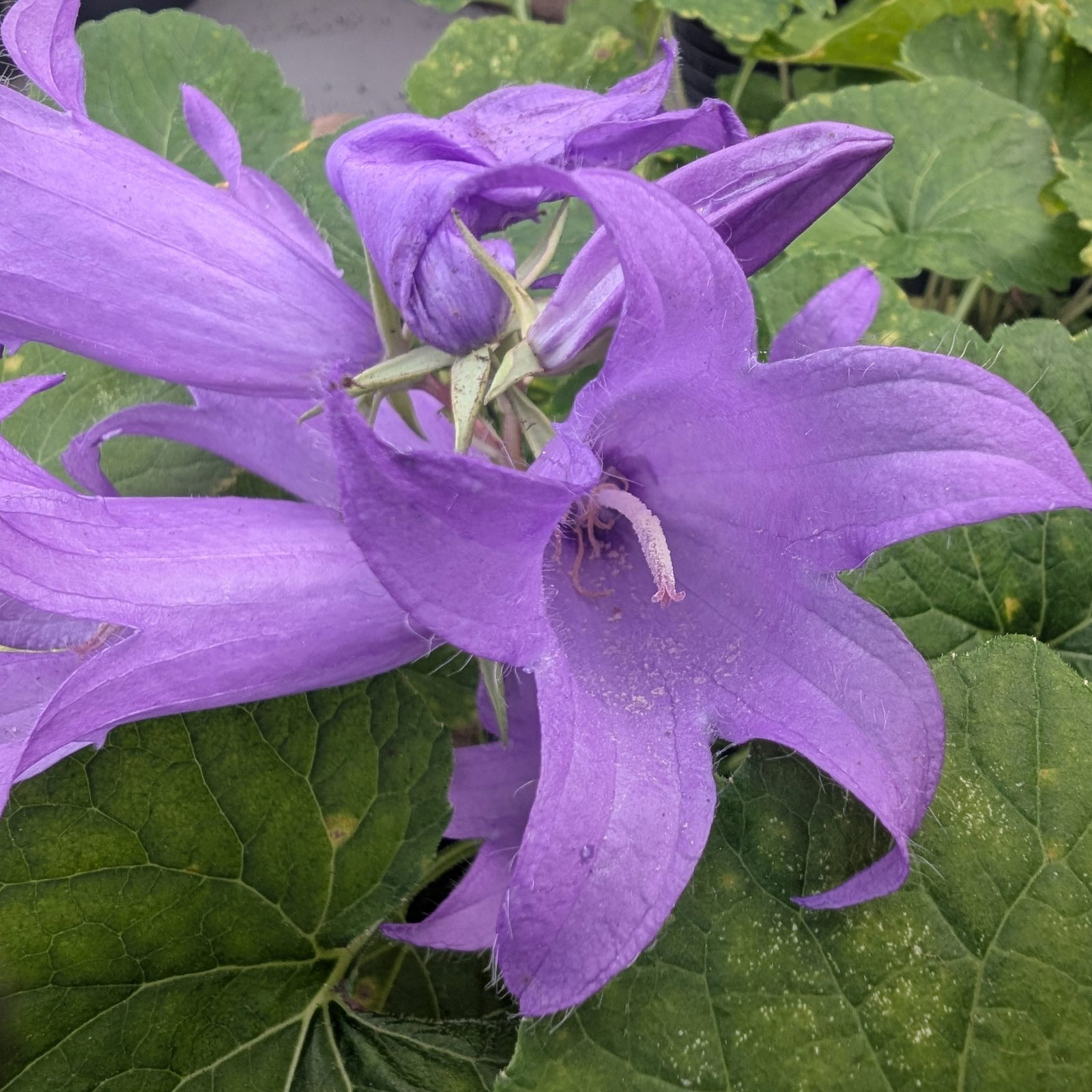 Campanula Latifolia Brantwood 3 Scaled