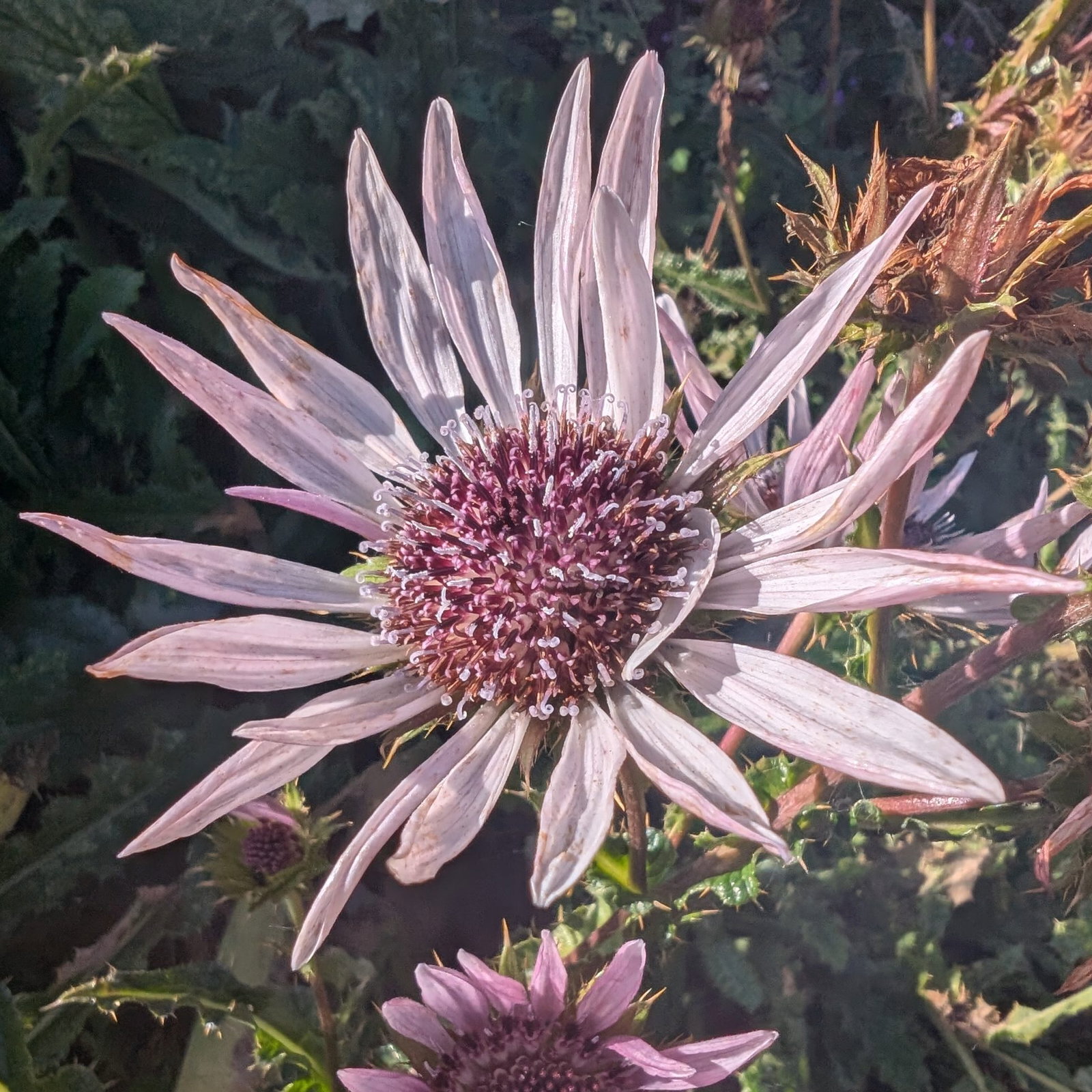 Berkheya Purpurea 1 Scaled