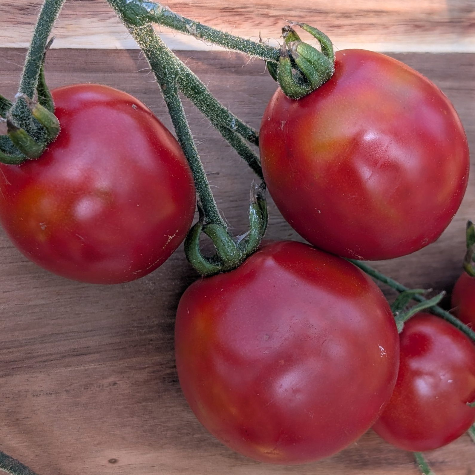 Tomato Alaskan Fancy 1 Scaled