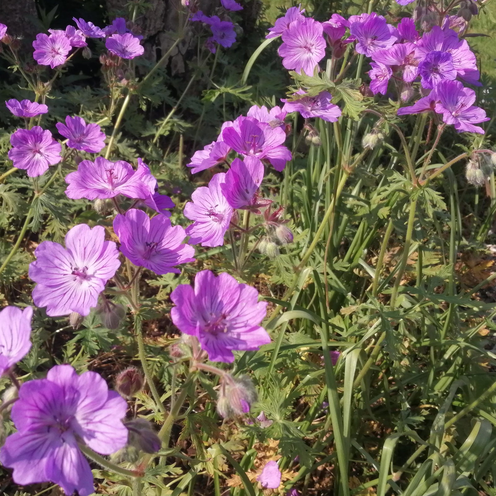 Geranium Tuberosum 10 Scaled