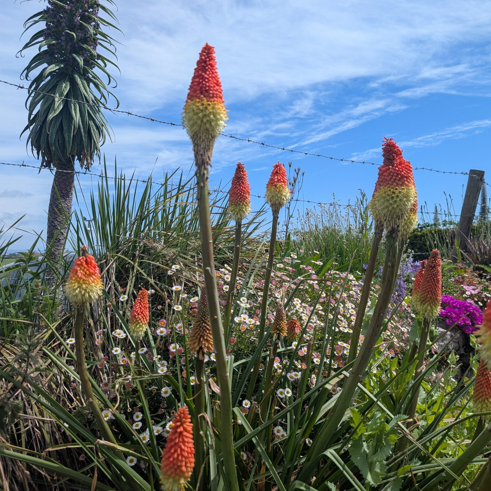 Kniphofia Front Wall 1 Scaled