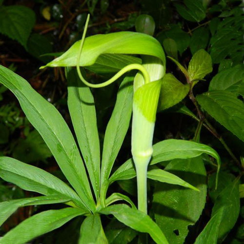 Arisaema Tortuosum