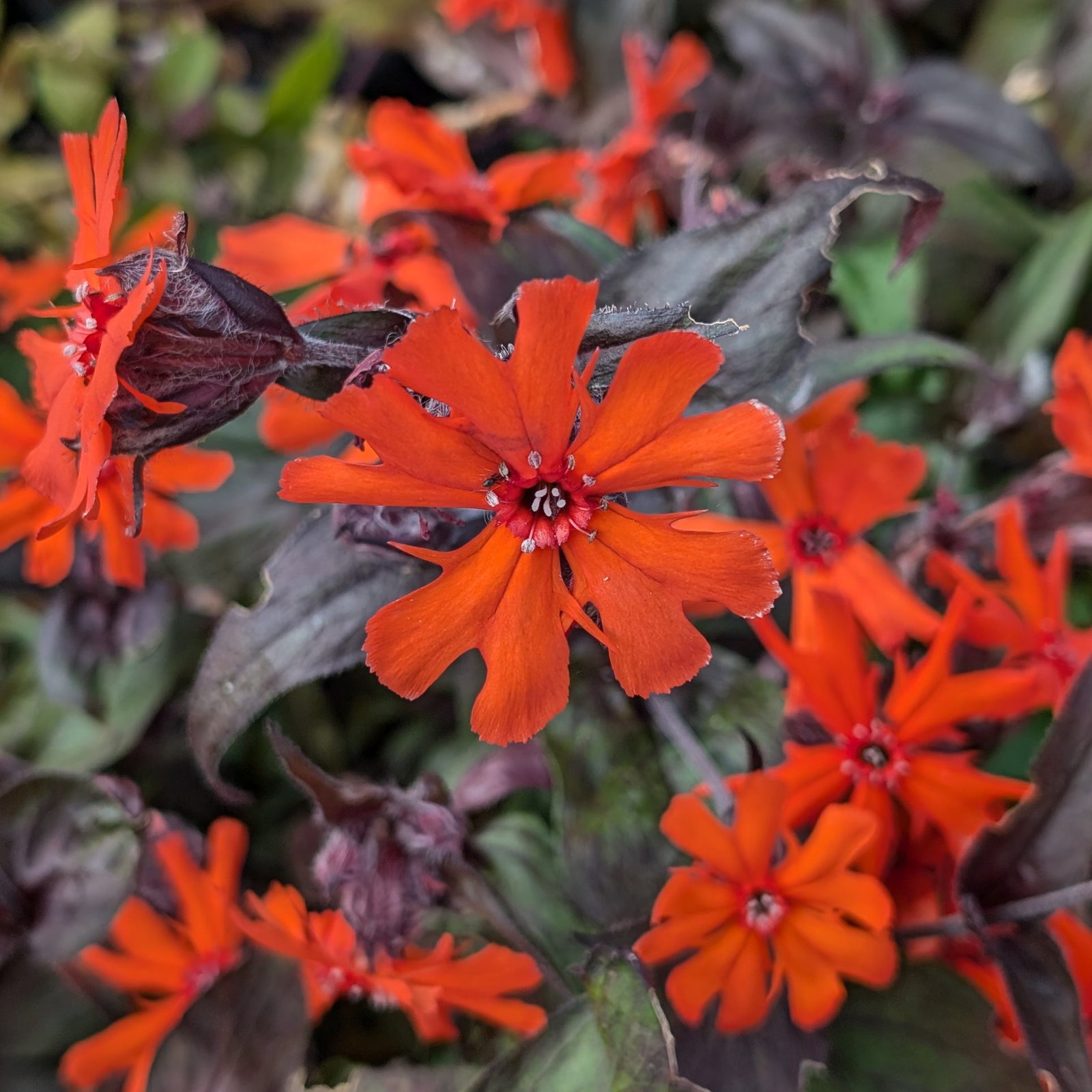 Lychnis Vesuvius 1 Scaled