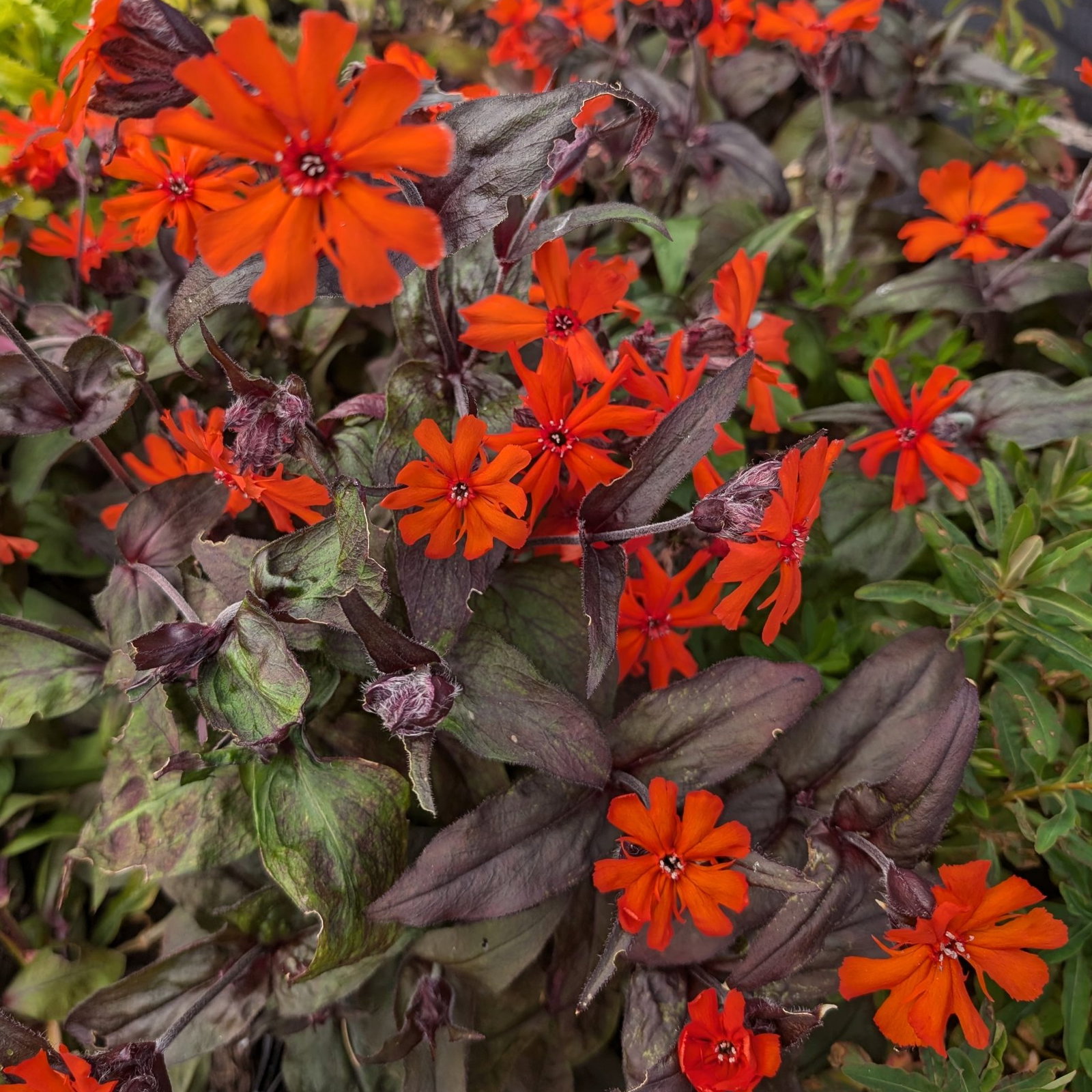 Lychnis Vesuvius 2 Scaled