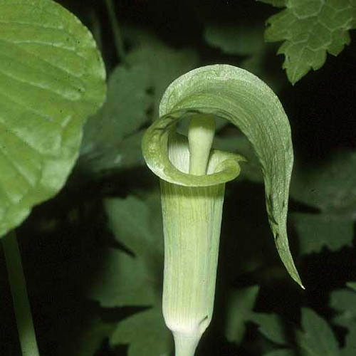 70 Arisaema Triphyllum