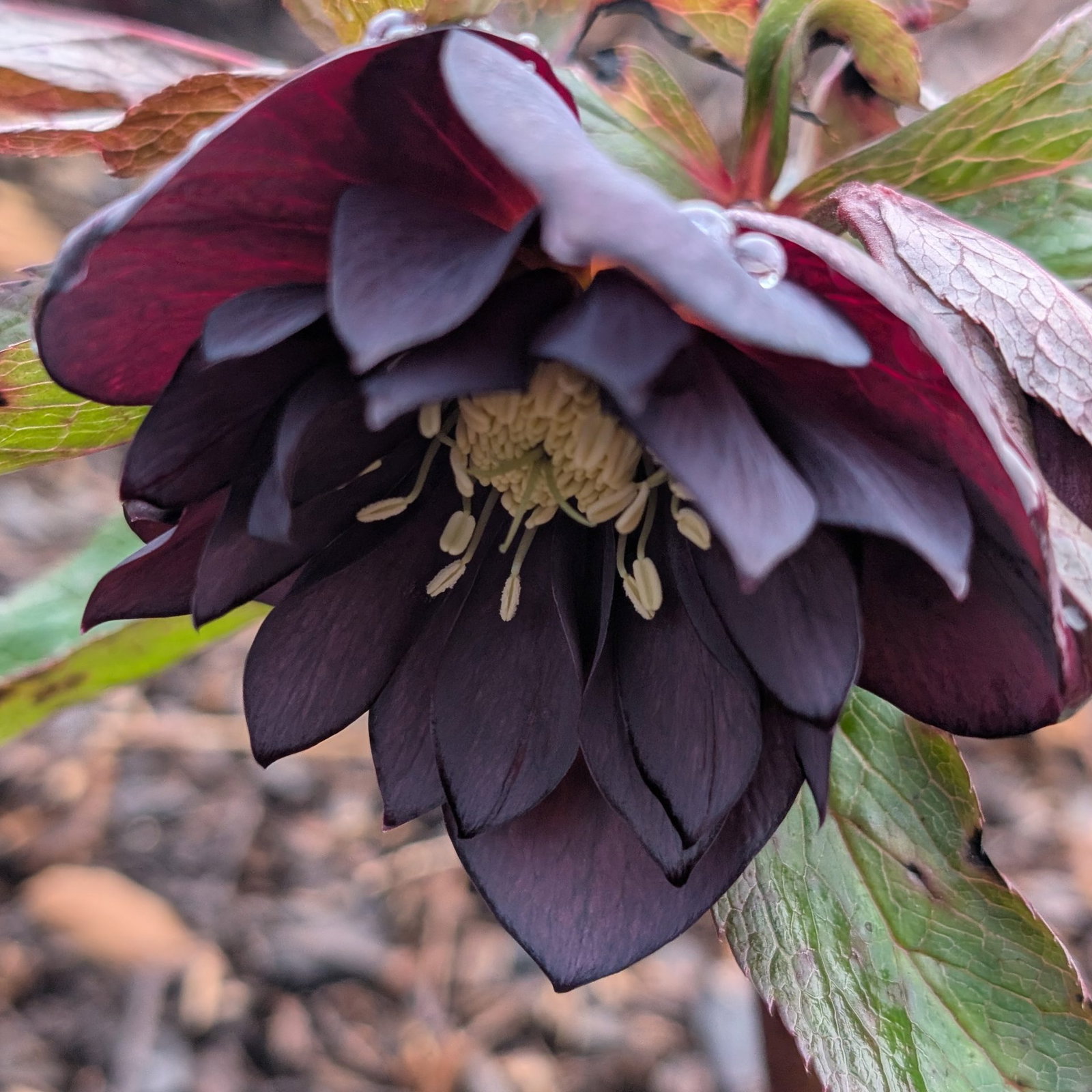 Helleborus Double Black Scaled