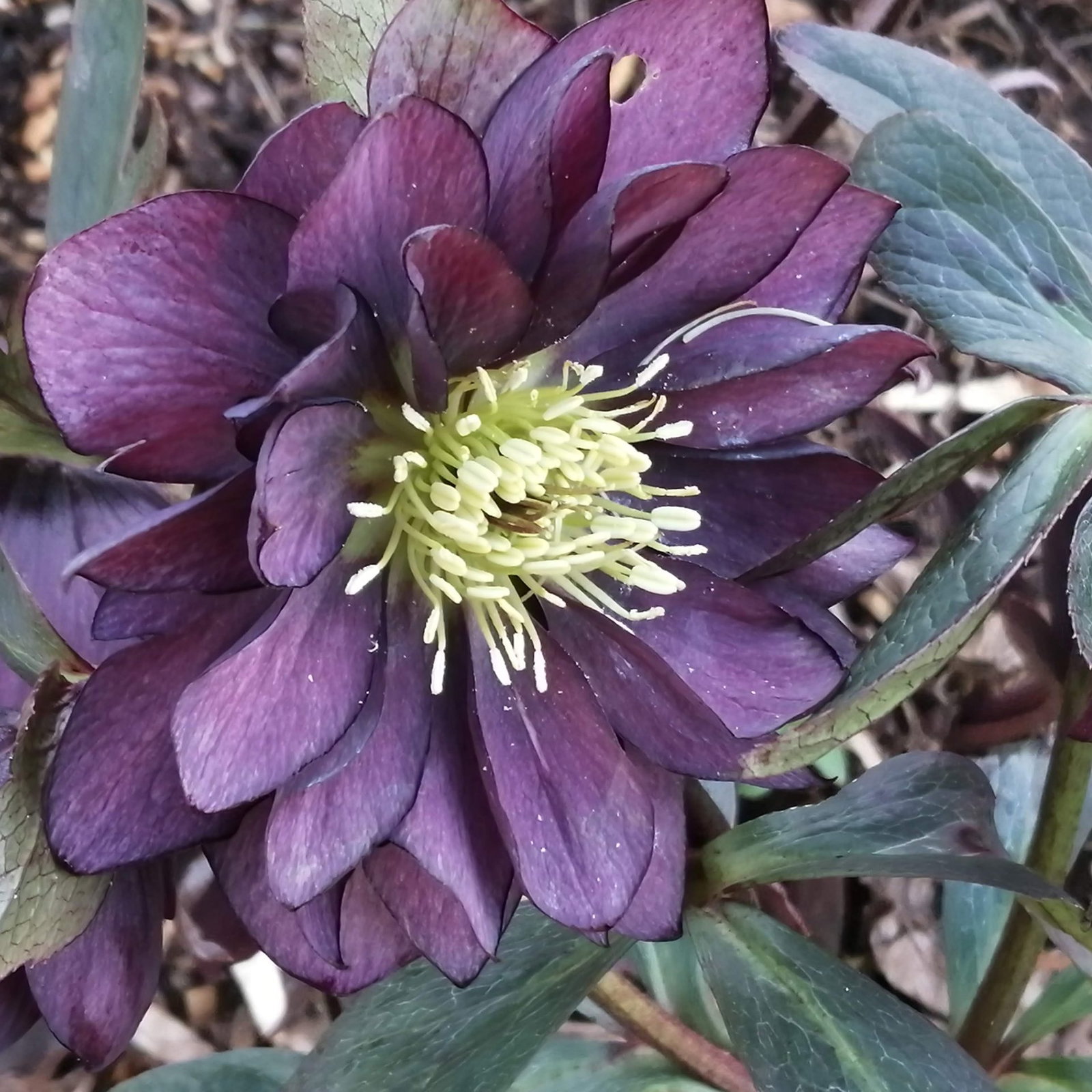 Helleborus Double Black 8 Scaled