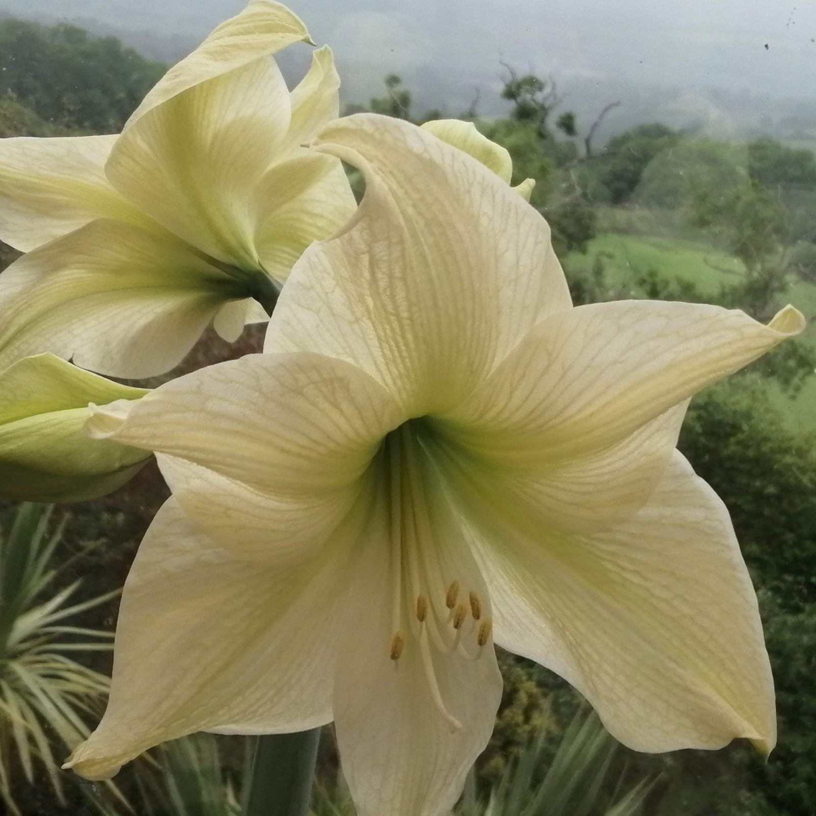 Amaryllis Lemon Star 7 Scaled