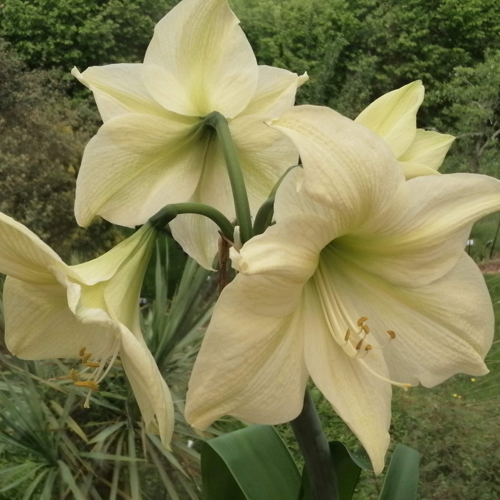 Amaryllis Lemon Star 6 Scaled
