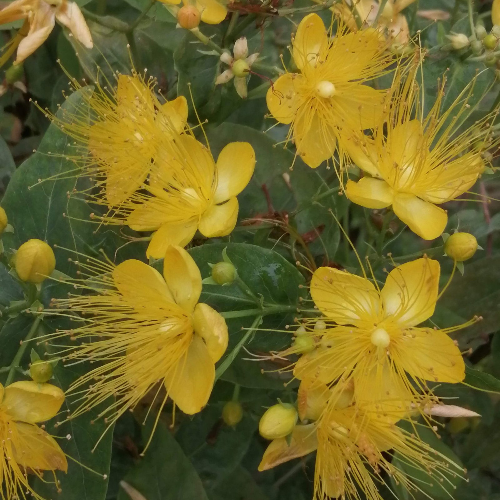 Hypericum Prolificum 2 Scaled